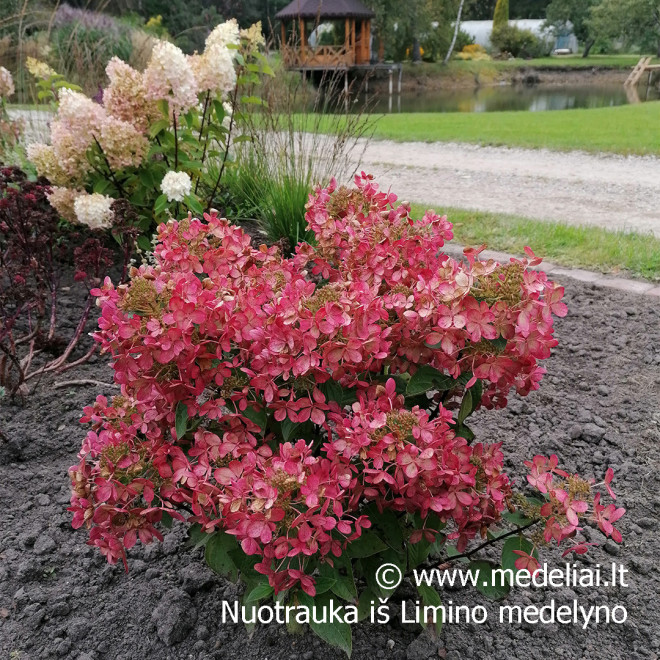 Šluotelinė hortenzija (Hydrangea paniculata) 'Pastelgreen'