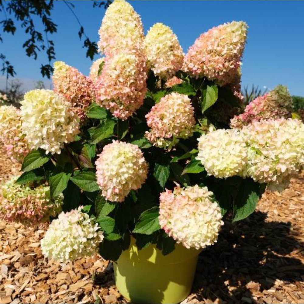 Šluotelinė hortenzija (Hydrangea paniculata) 'Little Fresco'