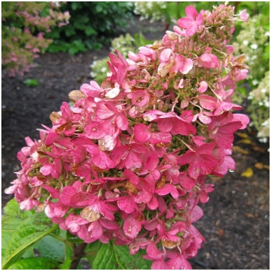 Šluotelinė hortenzija (Hydrangea paniculata) 'Pink Diamond'