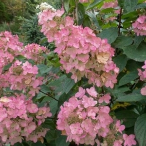 Šluotelinė hortenzija (Hydrangea paniculata) 'Pink Diamond'
