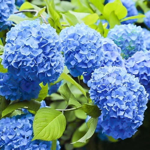 Hortenzija didžialapė 'Nikko Blue' (Hydrangea macrophylla)