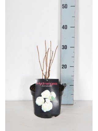 Šviesioji hortenzija 'Annabelle' (Hydrangea arborescens)