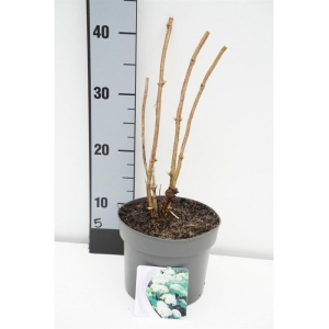 Šviesioji hortenzija 'Annabelle' (Hydrangea arborescens)