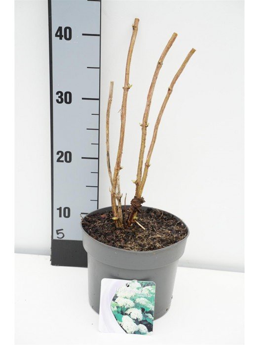 Šviesioji hortenzija 'Annabelle' (Hydrangea arborescens)