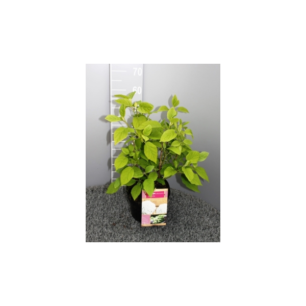 Šviesioji hortenzija 'Annabelle' (Hydrangea arborescens)