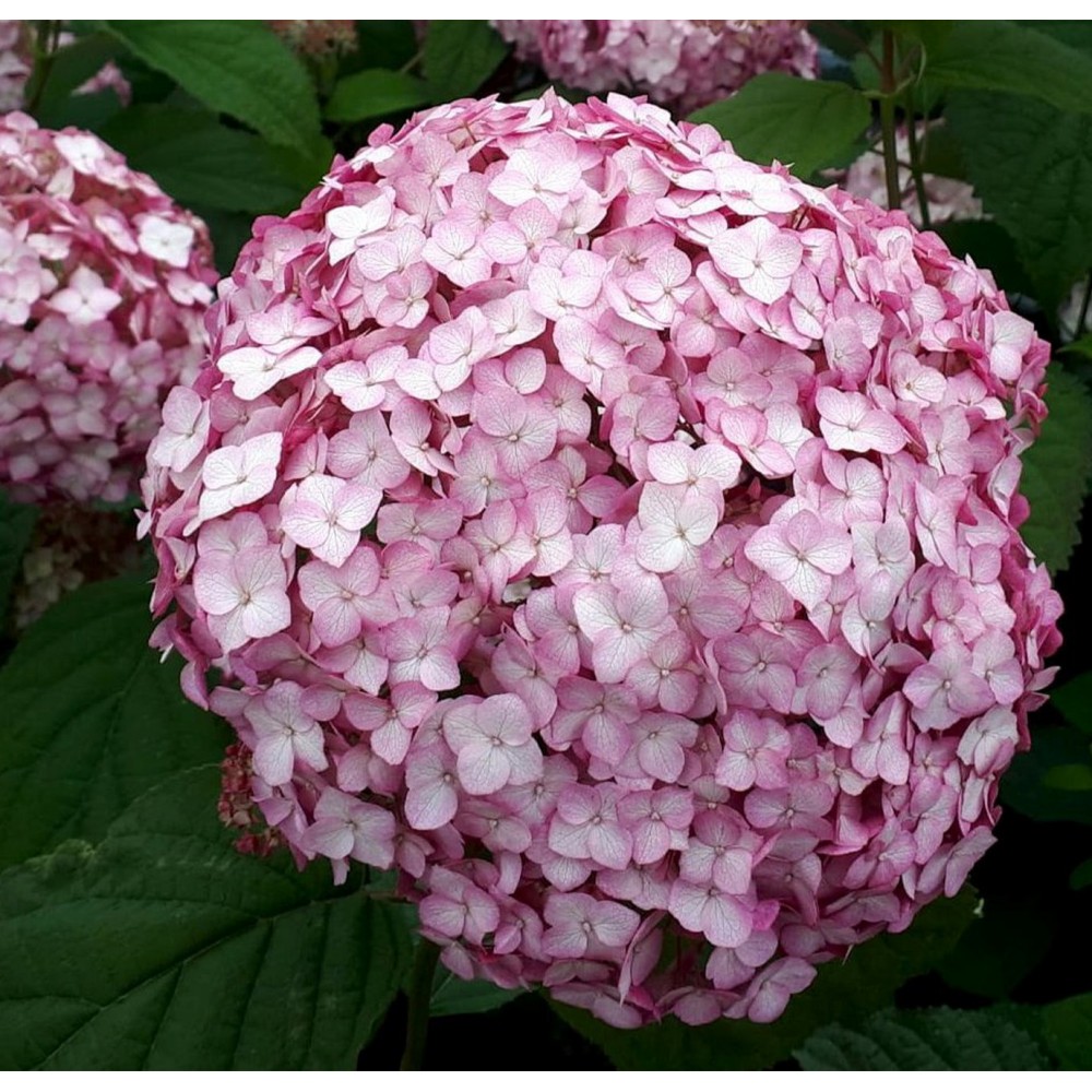 Šviesioji hortenzija (Hydrangea arborescens) 'Candybelle Bubblegum'