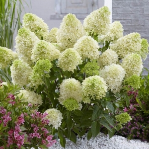 Šluotelinė hortenzija 'Skyfall'