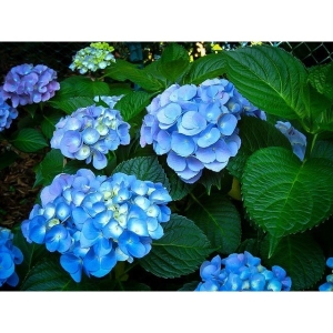 Hortenzija didžialapė 'Nikko Blue' (Hydrangea macrophylla)