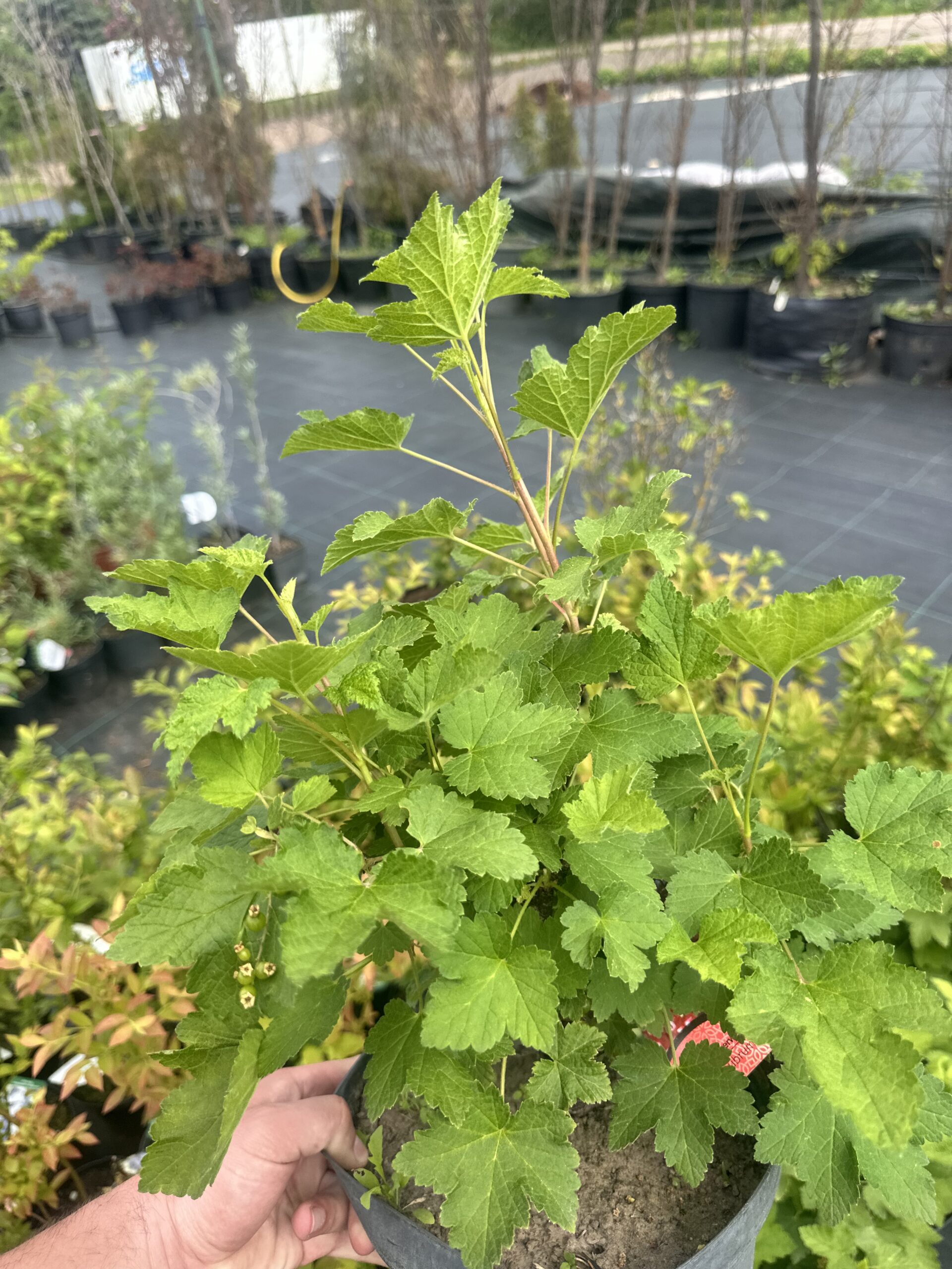 Raudonieji serbentai (Ribes rubrum) - Image 7