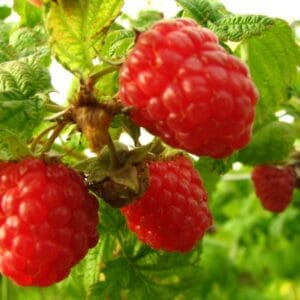 Vasarinė avietė 'Norna' (Rubus idaeus)