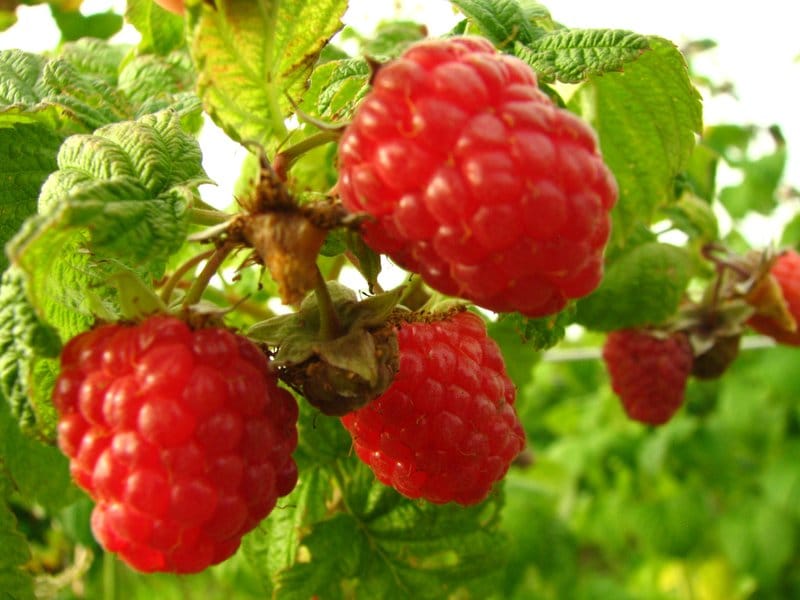 Vasarinė avietė 'Norna' (Rubus idaeus)
