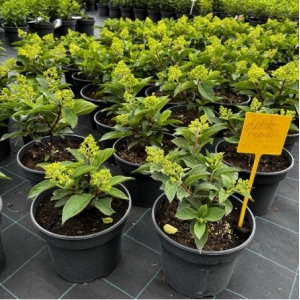 Šluotelinė hortenzija (Hydrangea paniculata) 'Little Fresco'