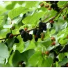 Juodasis šilkmedis (Morus nigra)