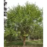 Juodasis šilkmedis (Morus nigra)