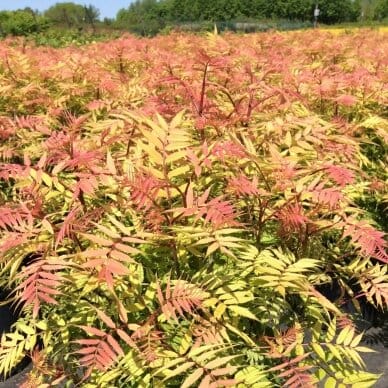 Šermukšnialapė lanksvūnė (Sorbaria sorbifolia) 'Sem'