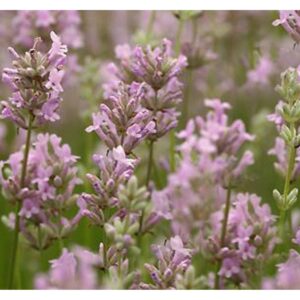 Tikroji levanda 'Rosea'