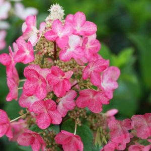 Šluotelinė hortenzija 'Magical Fire'