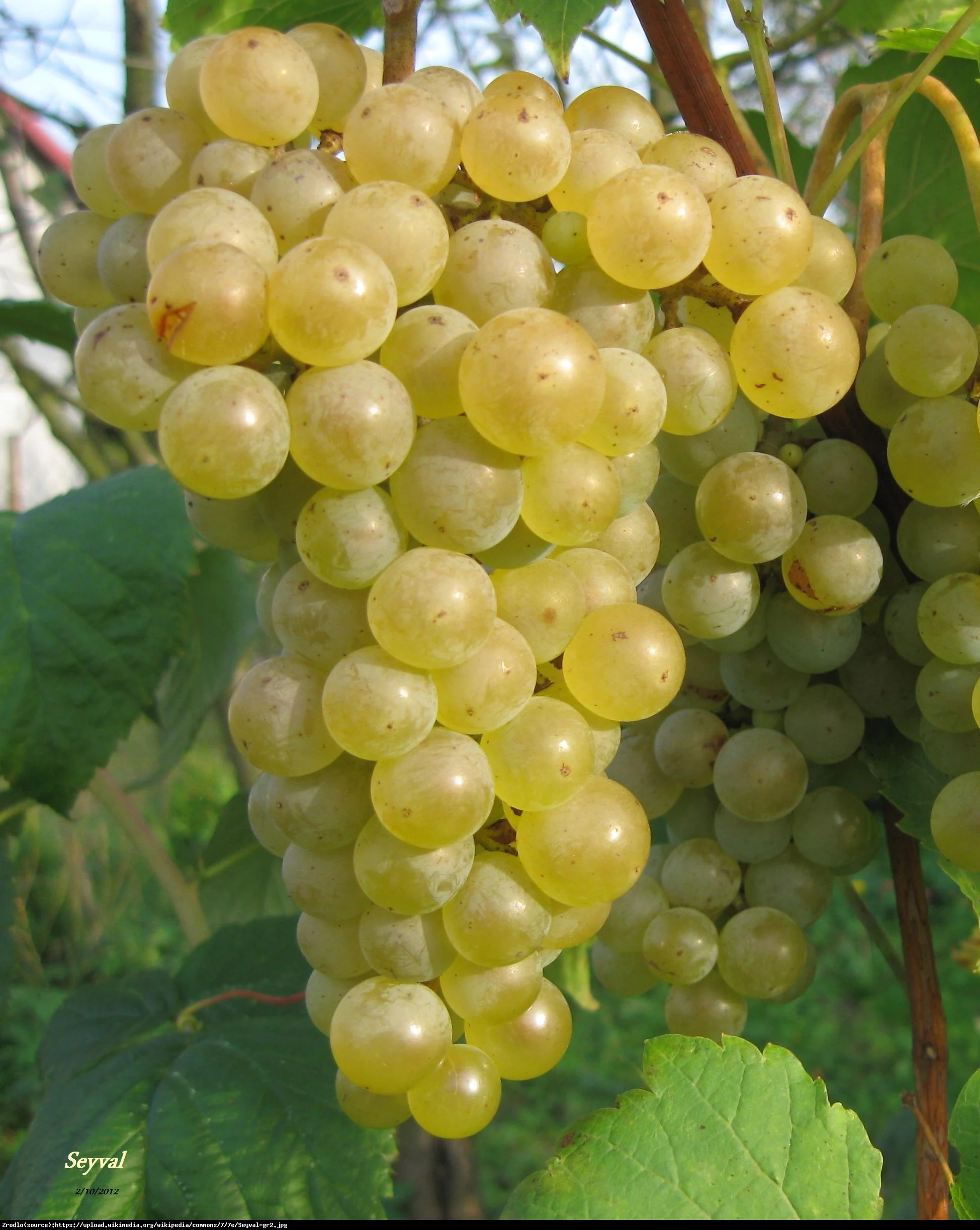 Vynmedis (Vitis) 'Seyval'