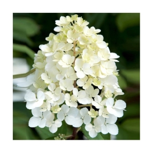 Šluotelinė hortenzija 'Phantom'