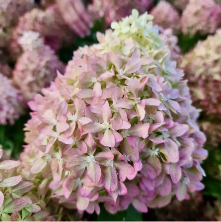 Šluotelinė hortenzija (Hydrangea paniculata) 'Pixio'