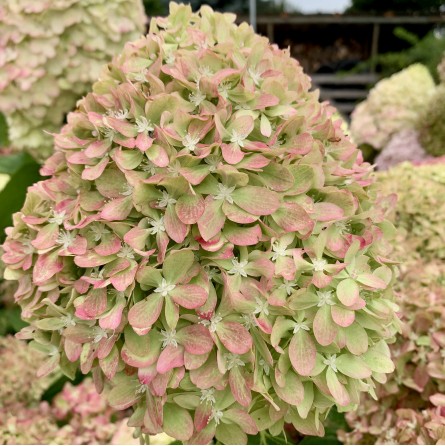 Šluotelinė hortenzija (Hydrangea paniculata) 'Pixio'