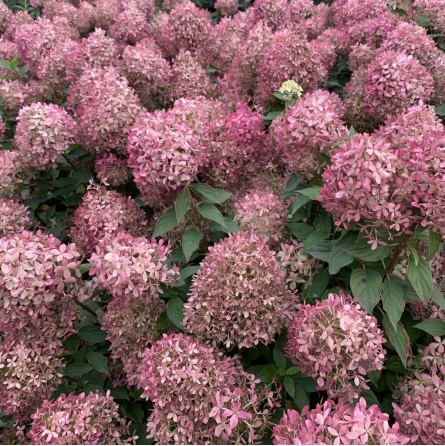 Šluotelinė hortenzija (Hydrangea paniculata) 'Pixio'