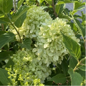 Šluotelinė hortenzija (Hydrangea paniculata) 'Pixio'