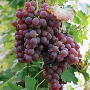 Vynuogė 'Chrupka Różowa'
