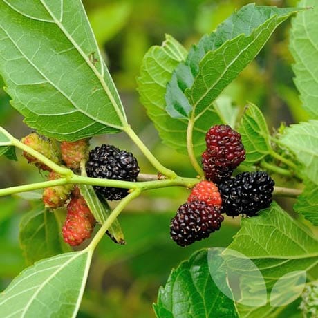 Juodasis šilkmedis (Morus nigra) - Image 7