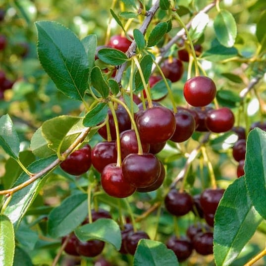 Vyšnia koloniška 'Carmine Jewel' - Image 3