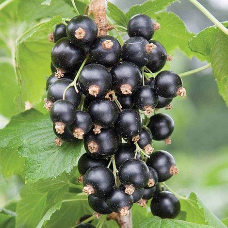 Juodasis serbentas (Ribes nigrum)