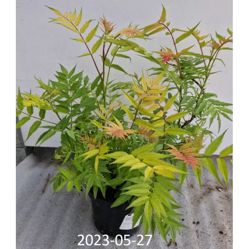 Šermukšnialapė lanksvūnė (Sorbaria sorbifolia) 'Sem'