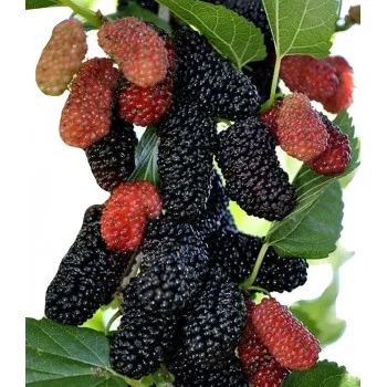 Juodasis šilkmedis (Morus nigra) - Image 8