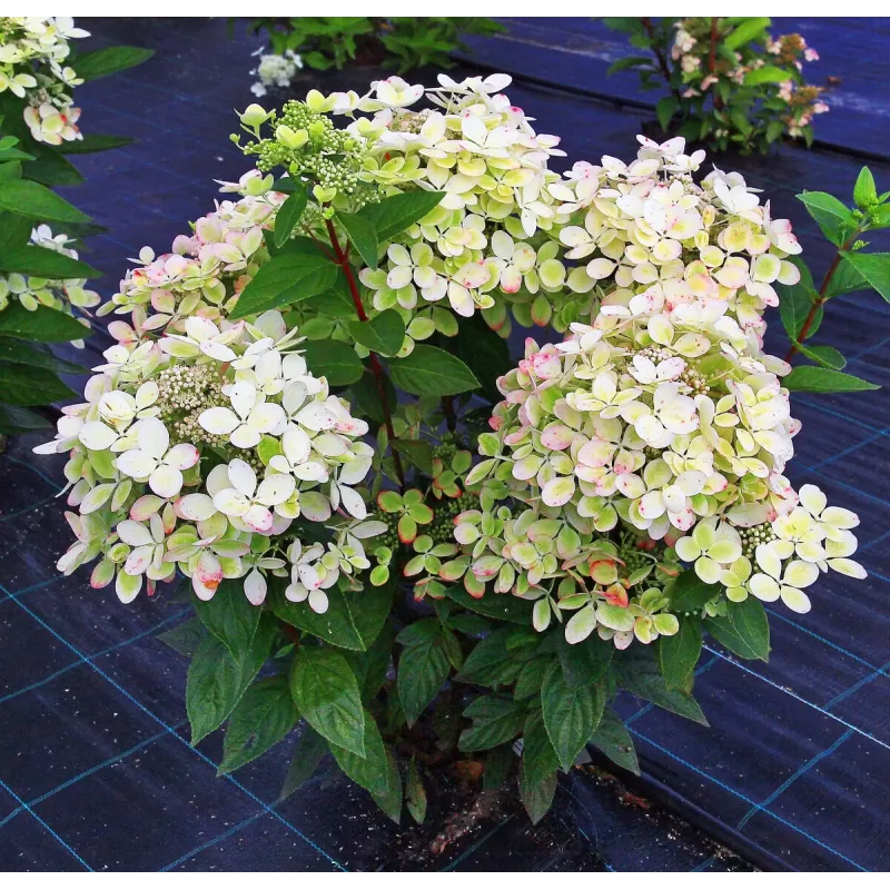Šluotelinė hortenzija (Hydrangea paniculata) 'Pastelgreen'