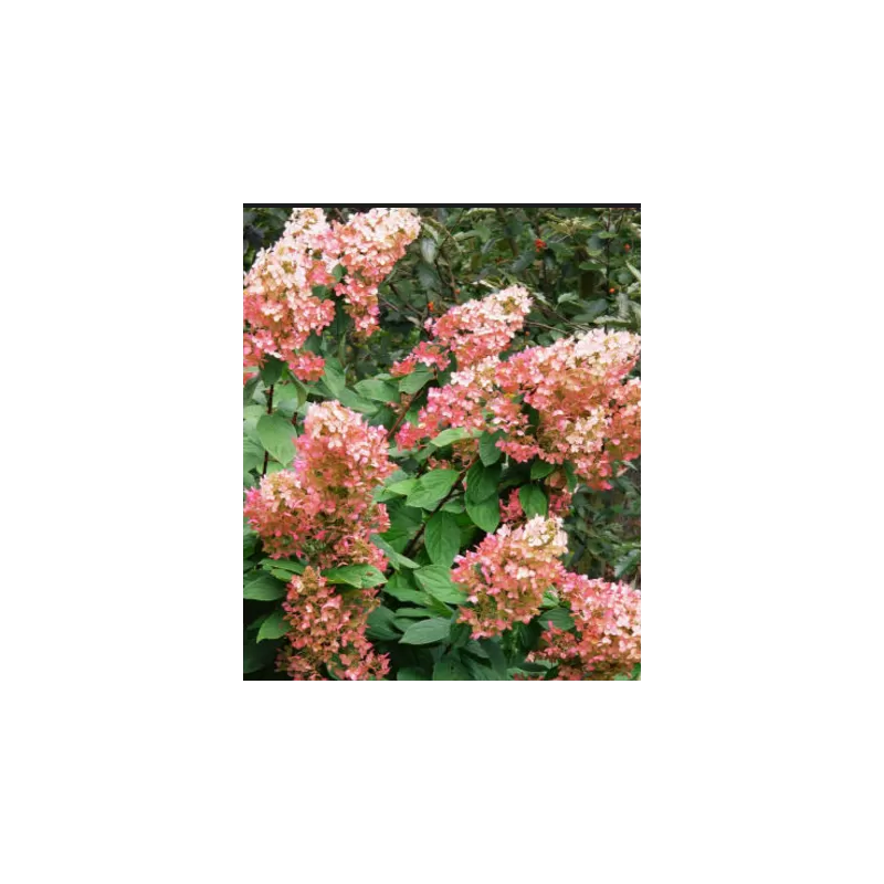 Šluotelinė hortenzija (Hydrangea paniculata) 'Pink Diamond'