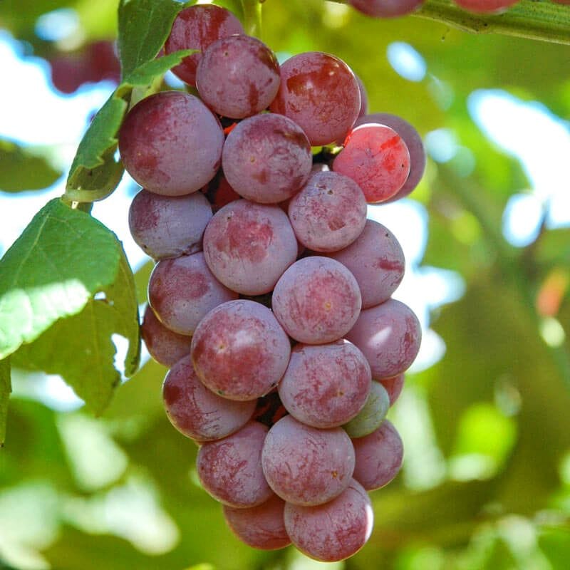 Vynmedis (Vitis) 'Somerset Seedless'