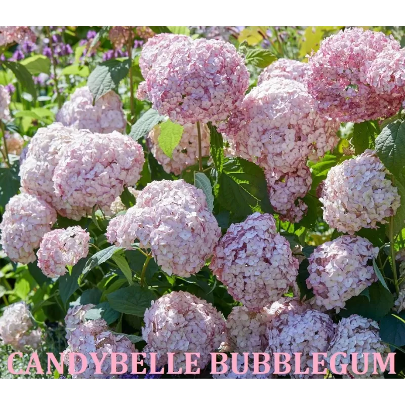 Šviesioji hortenzija (Hydrangea arborescens) 'Candybelle Bubblegum'