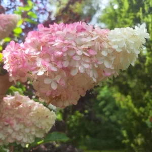 Šluotelinė hortenzija (Hydrangea paniculata) 'Vanille Fraise'