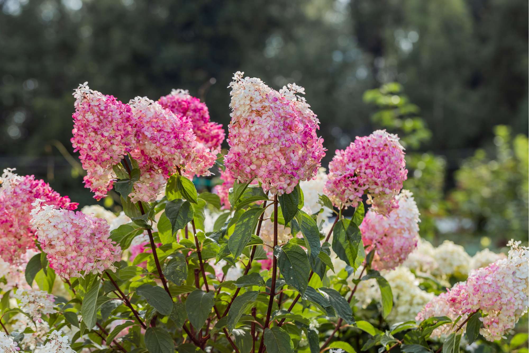 Šluotelinė hortenzija (Hydrangea paniculata) 'Vanille Fraise' - Image 7