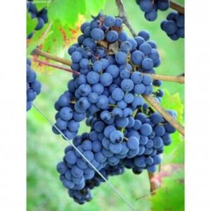 Vynmedis (Vitis) 'Cascade'