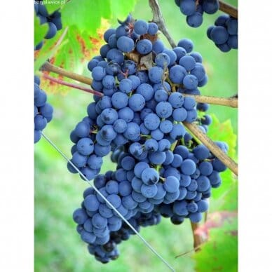 Vynmedis (Vitis) 'Cascade'