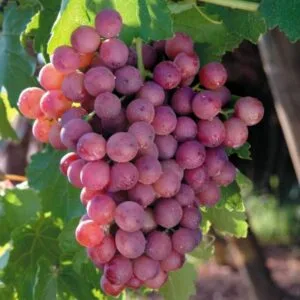 Vynmedis 'Einset Seedless'