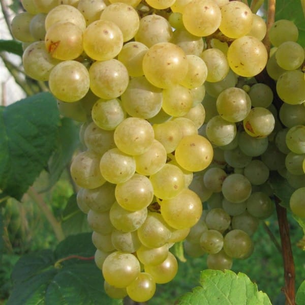 Vynmedis (Vitis) 'Seyval'