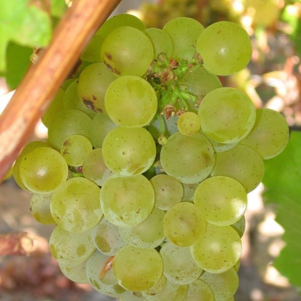 Vynmedis (Vitis) 'Seyval'