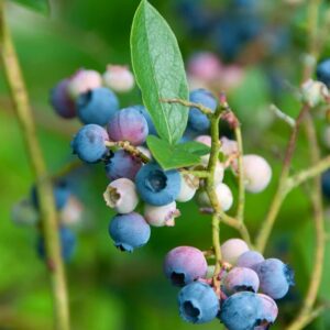 Šilauogė aukštoji 'BLUECROP'