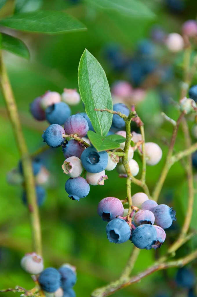 Šilauogė aukštoji 'BLUECROP'