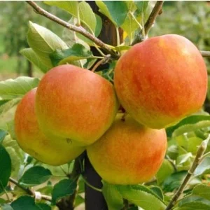 Obelis koloninė ‘Polka’ (Malus domestica)