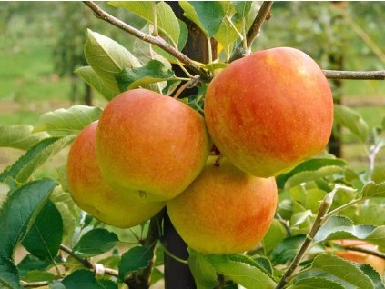 Obelis koloninė ‘Polka’ (Malus domestica)