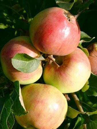 Obelis koloninė ‘Polka’ (Malus domestica) - Image 2