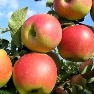 Obelis koloninė ‘Charlotte’ (Malus domestica)